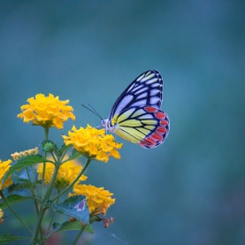 Image for How To Plant For Pollinators