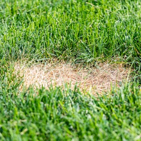 Image for Your Guide To Identifying 5 Common Lawn Diseases