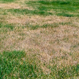Image for How To Help Your Lawn In Hot Weather